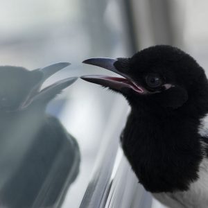 magpie looking at its reflection