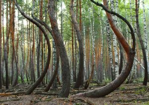 trees with bent trunks